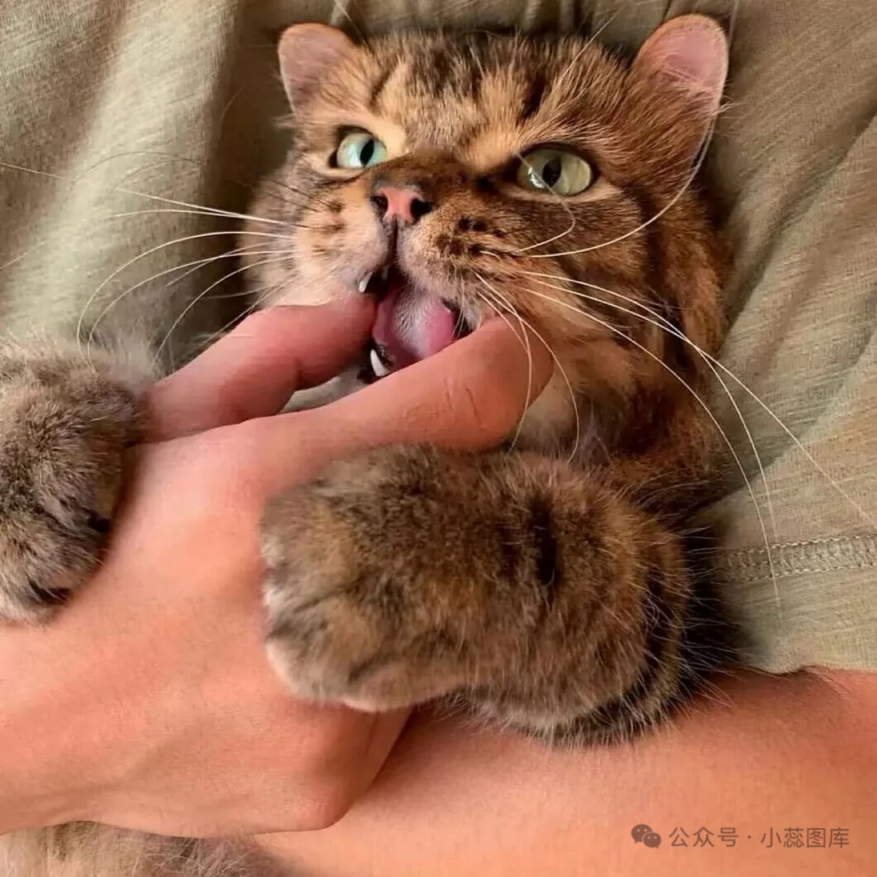 评分
